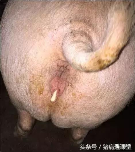 猪场林可霉素的作用与功效,林可霉素在猪场中的十大妙用