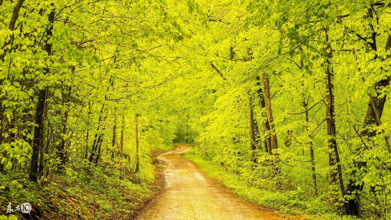 树树树,树树树树