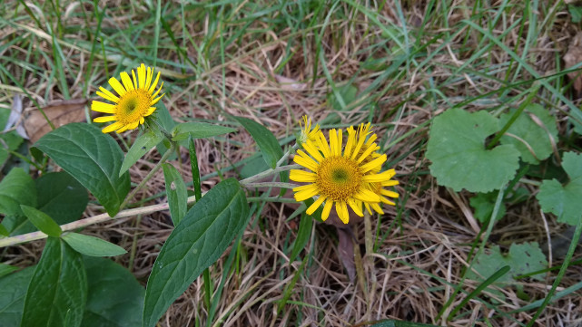 红米5a怎么样值得入手吗,红米5a参数和价格