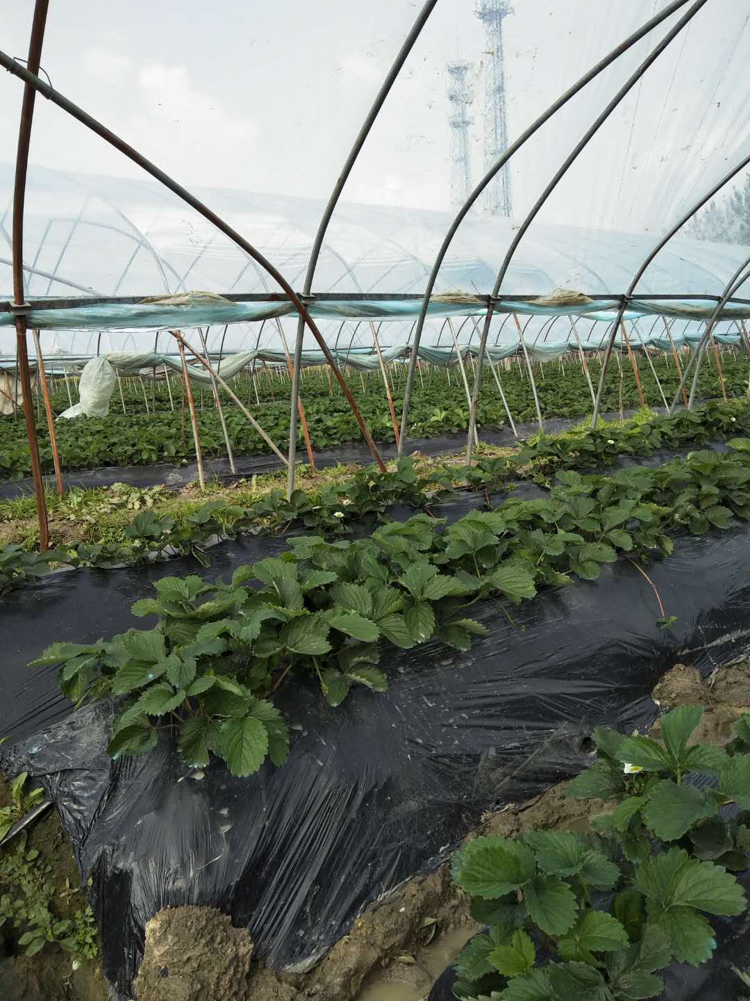 鑽夎帗鑲茶嫍鏃洪暱鎬庢牱鎺ф椇,闇插ぉ鑽夎帗鏃洪暱濡備綍鎺ф椇