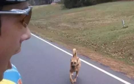 在路上突然被狗追咬是什么征兆,突然被狗追意味着什么