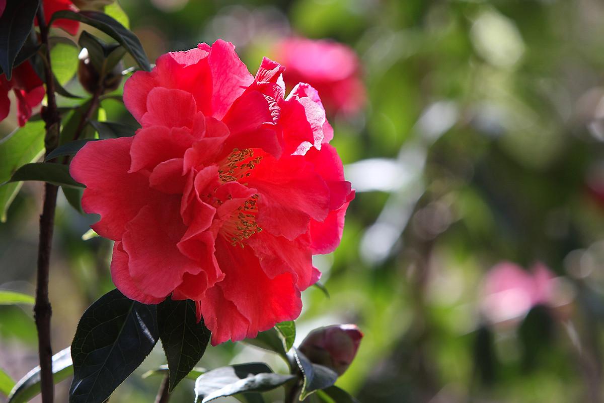 红楼梦里写大马猴,红楼梦大马猴在第几页