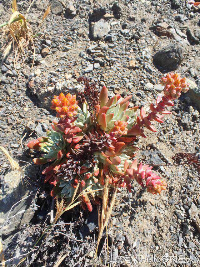 遇到多肉是我的幸运,我所遇见的多肉