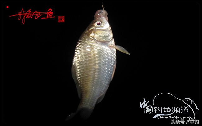 狂拉大板鲫的快乐,狂拉小鲫鱼钓鱼视频