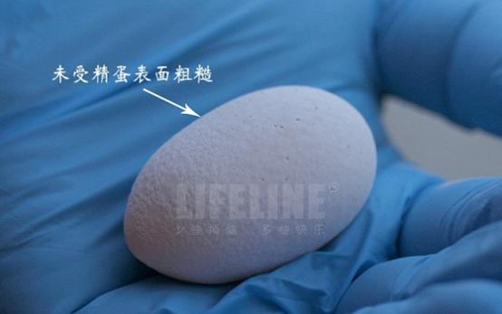 乌龟蛋能直接孵出小乌龟吗,乌龟蛋怎样才能孵出小乌龟