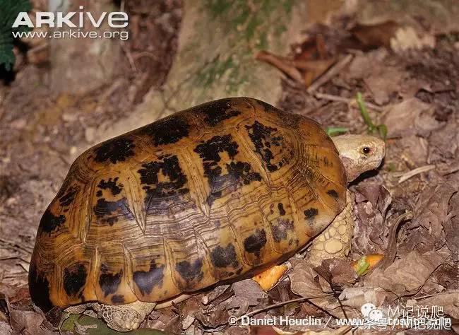 缅甸陆龟繁殖要什么环境,缅甸陆龟适合什么环境