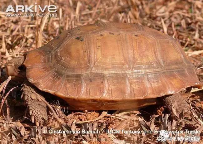 缅甸陆龟繁殖要什么环境,缅甸陆龟适合什么环境