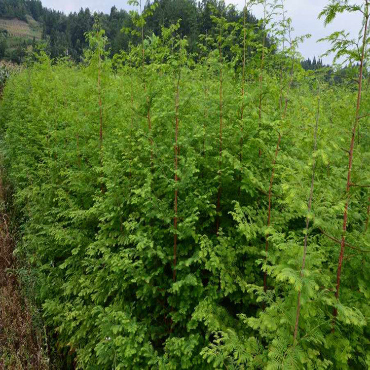 有用水杉气根繁殖发芽的吗,水杉盆景如何繁殖的