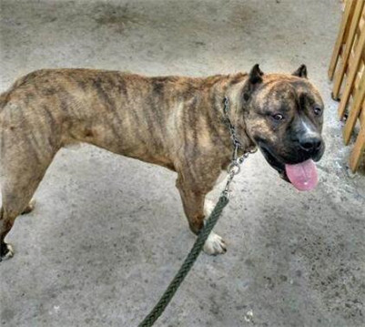 加纳利鹦鹉不吃食怎么办,加纳利犬为什么不火