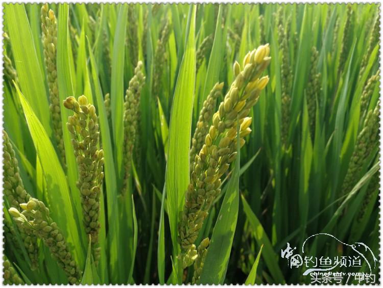 国庆节的来历,国庆头像