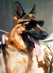 高级又豪华却便宜的宠物,精致生活的宠物