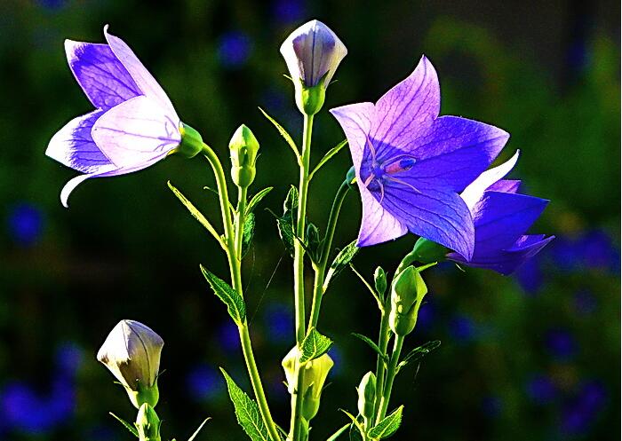 想晋升一把手说了算,问领导想晋升还需要哪些努力