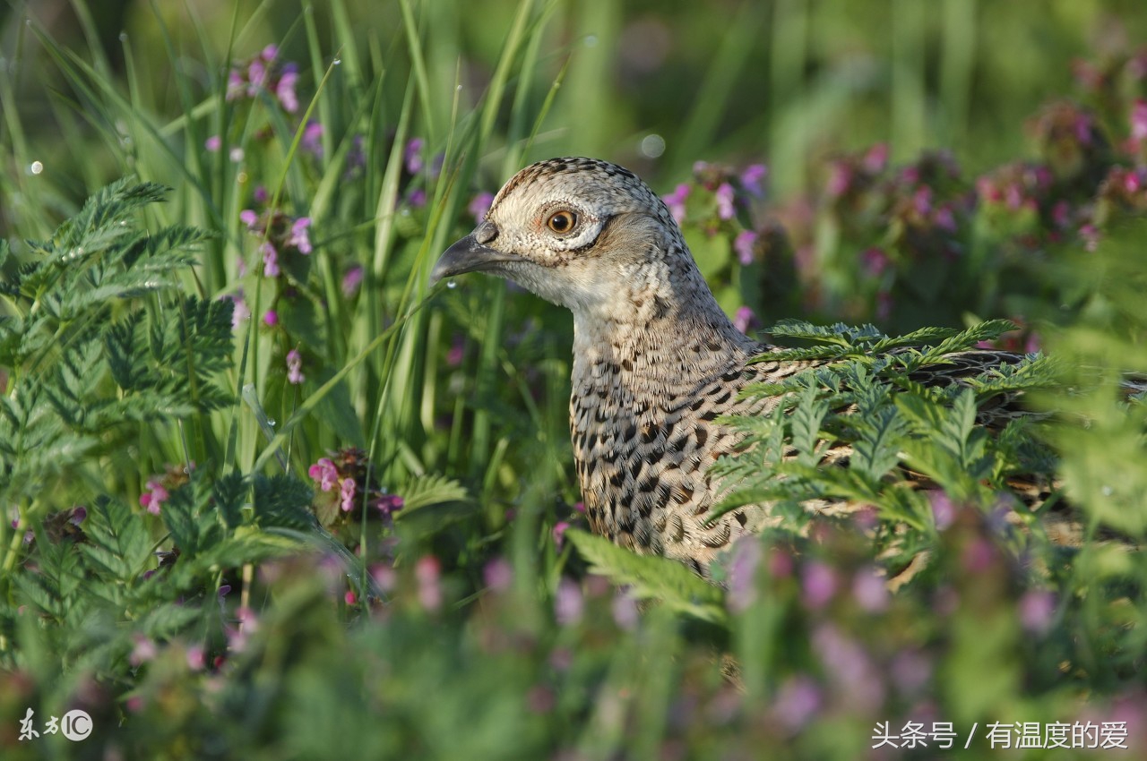 野鸡得了鸡瘟是怎样的,野鸡有新冠肺炎吗
