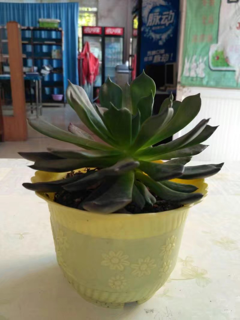 经过一个夏天活下来的多肉,一年四季都出状态的多肉