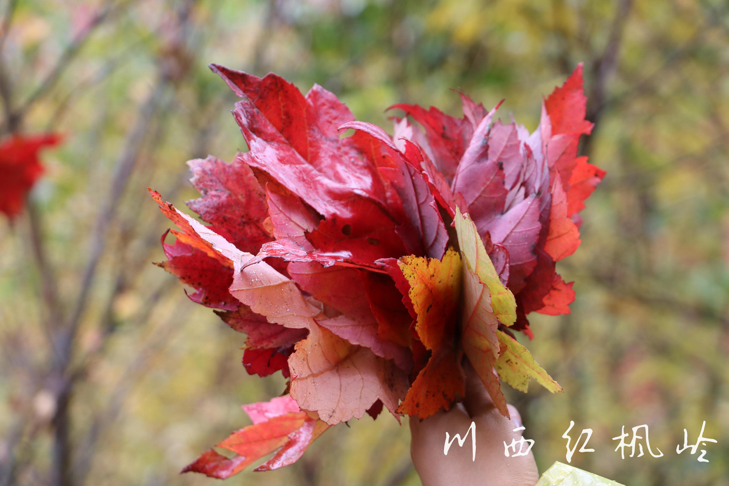 德阳红枫岭旅游,德阳市什邡市红枫岭景区