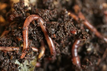 泡沫箱养蚯蚓钓鱼最佳方法,秋天用蚯蚓钓鱼效果好不好