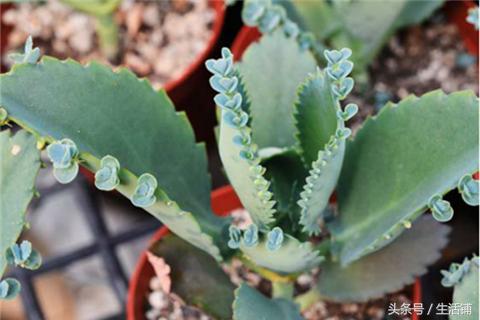 景天科1000种多肉植物图鉴,常见的景天科多肉植物的名称