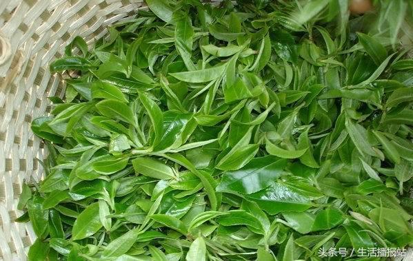 喝茶能降血压和血糖吗,喝茶能降血糖吗