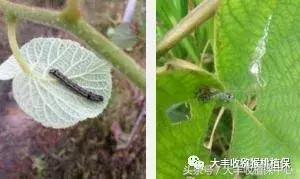 猕猴桃常见虫害图,猕猴桃各种虫害图谱