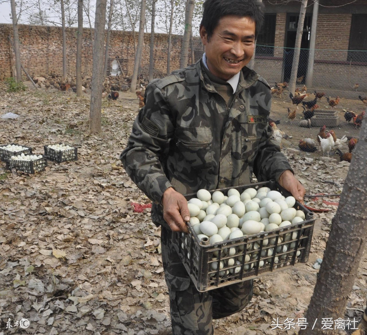 养鸭1000只蛋鸭利润和成本,新手养鸭应该养肉鸭还是蛋鸭好