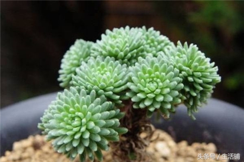 景天科1000种多肉植物图鉴,常见的景天科多肉植物的名称