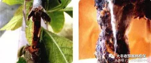 猕猴桃常见虫害图,猕猴桃各种虫害图谱