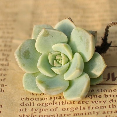 夏天也可以放心入手的多肉,夏天容易出状态的多肉