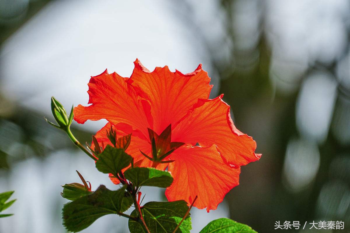 全国各地市花大全,各地市花是什么花