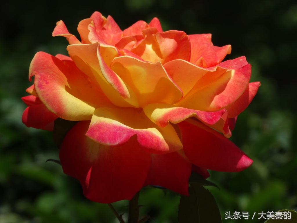 全国各地市花大全,各地市花是什么花