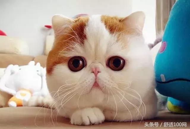 冬天怕冷小妙招,冬天特别怕冷要怎样调理呢