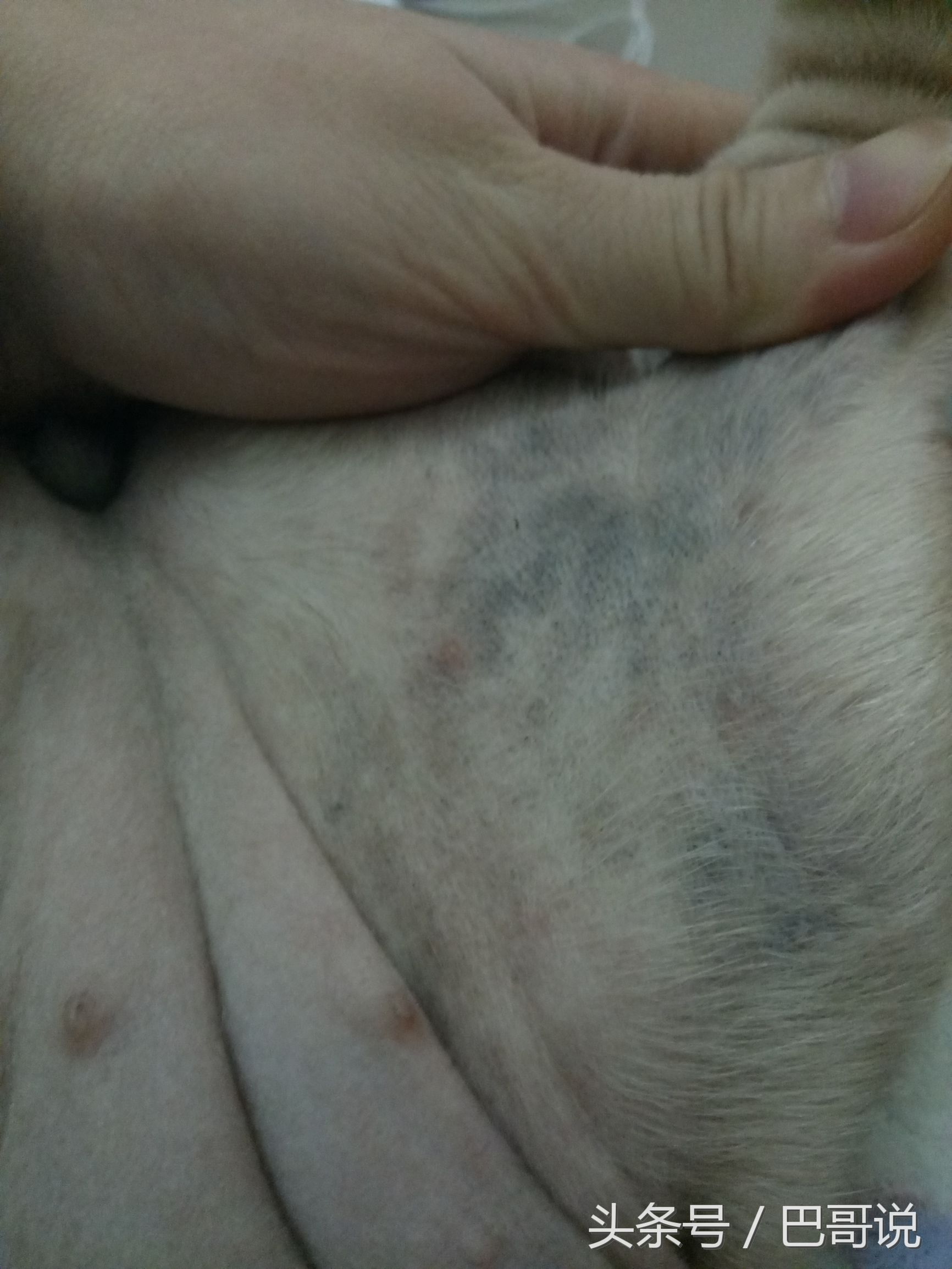 巴哥皮肤病怎么好得快,巴哥得皮肤病原因