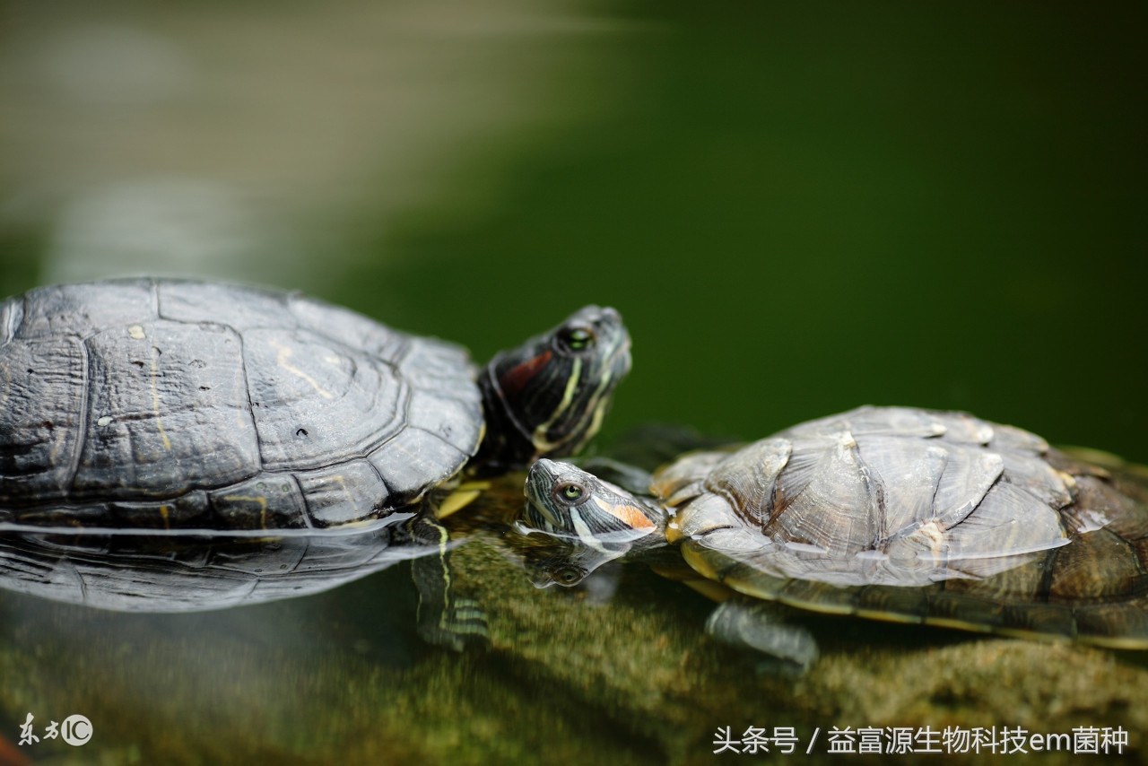 三种乌龟的具体养殖方法,乌龟的养殖技术方法和注意事项