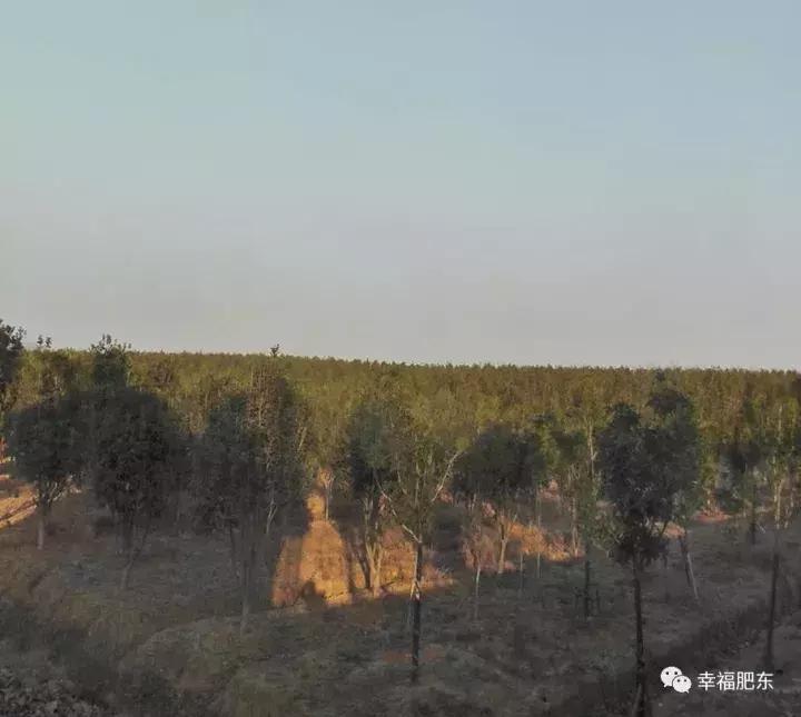 肥东县幸福肥东,幸福肥东