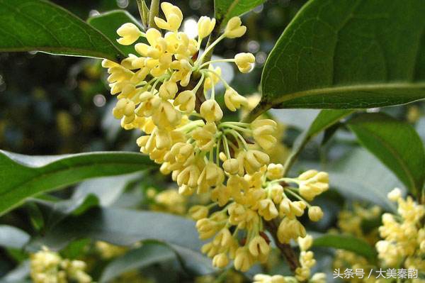 全国各地市花大全,各地市花是什么花