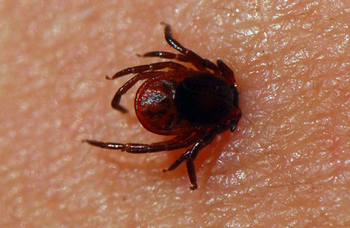 巨型毒虫有多可怕,南方咬人的毒虫有哪些