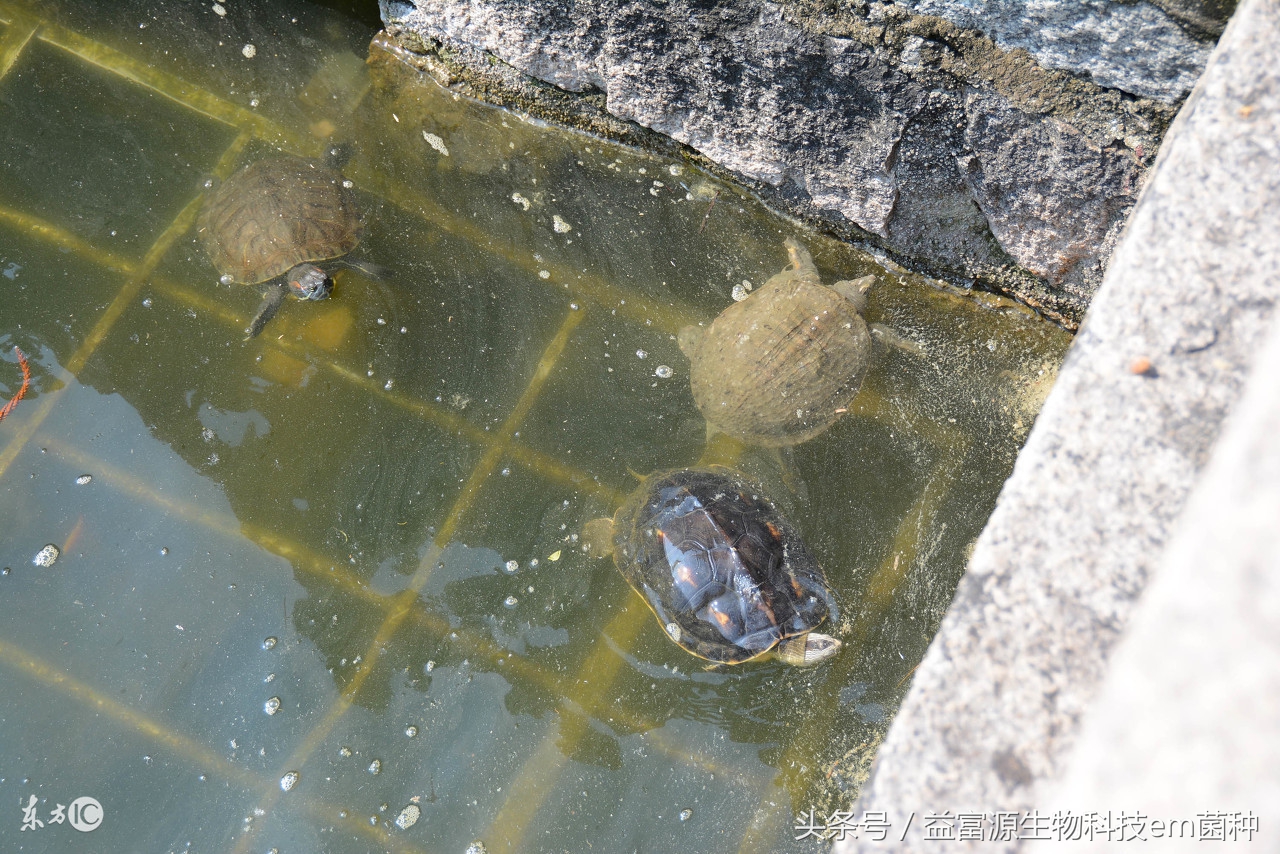 三种乌龟的具体养殖方法,乌龟的养殖技术方法和注意事项