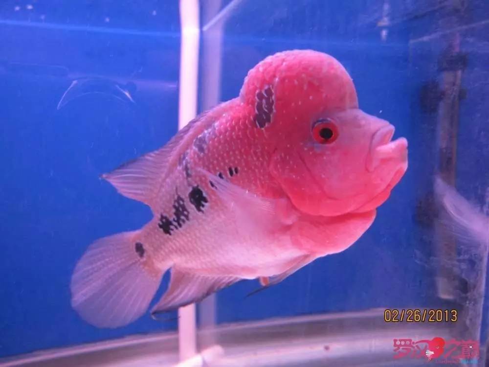 梭菌性肠炎的症状用什么药治疗,肠炎食疗最简单方法