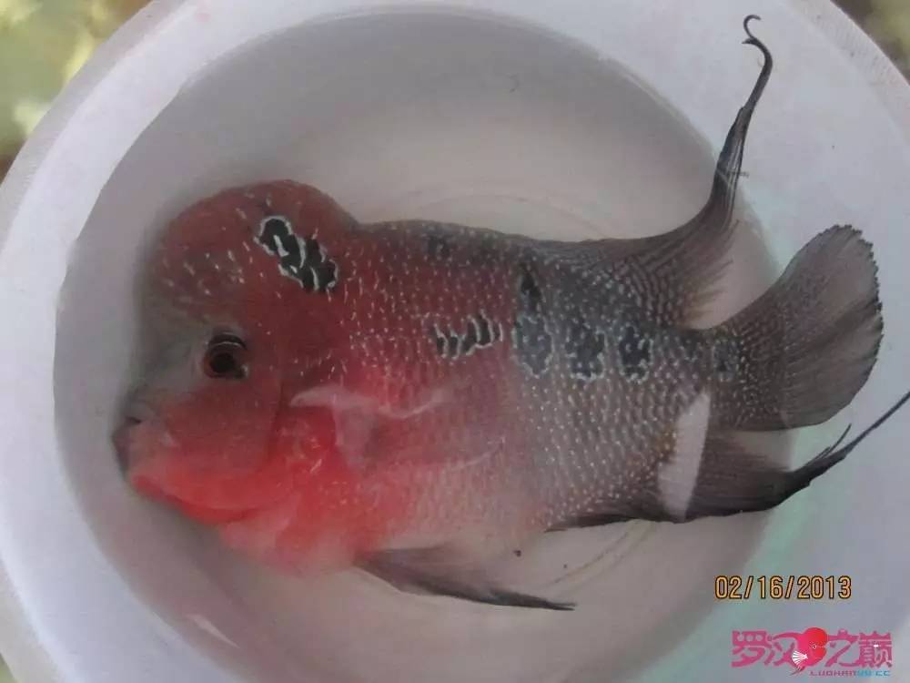 梭菌性肠炎的症状用什么药治疗,肠炎食疗最简单方法