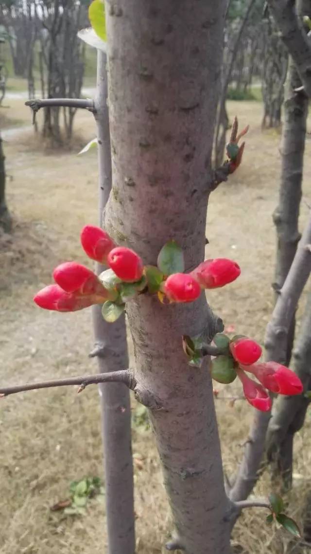 福利春季晒花大赛开始投票啦，价值万元好礼等你来拿！（后附石象湖门票中奖名单）