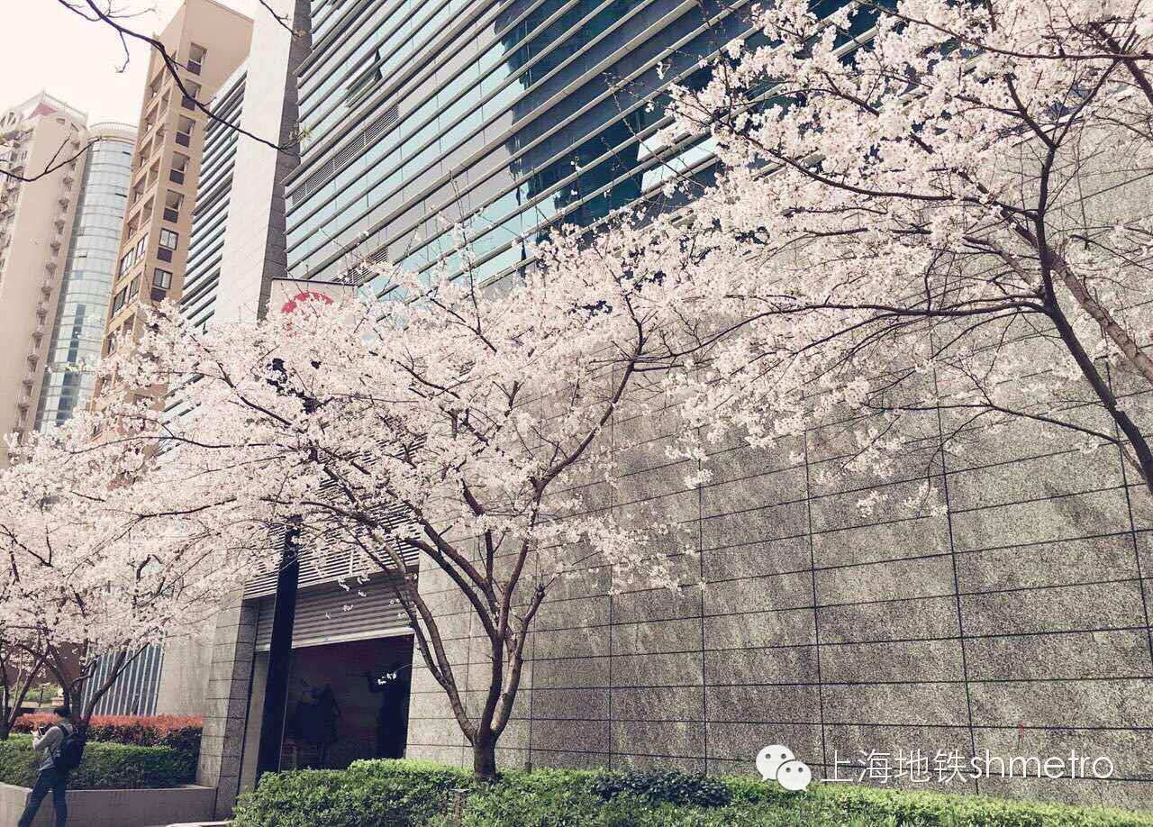 看樱花不用远赴日本,看樱花不用去武汉关庙也可以看