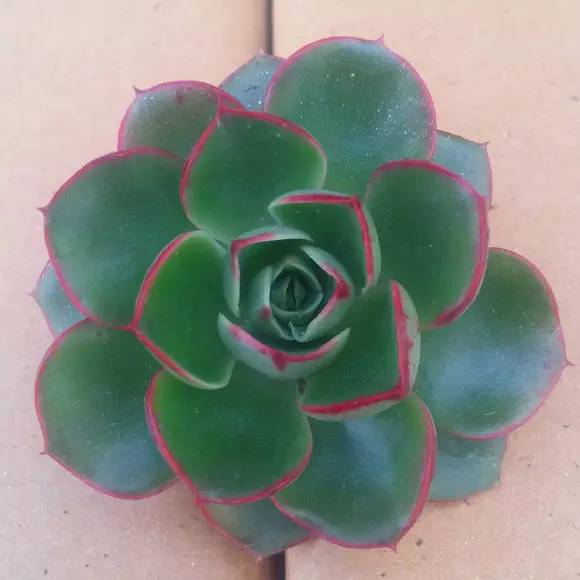 罗西玛种类,罗西玛多肉杂交品种