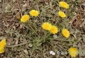 春季野菜采摘图解高清图片,春季野菜多种做法