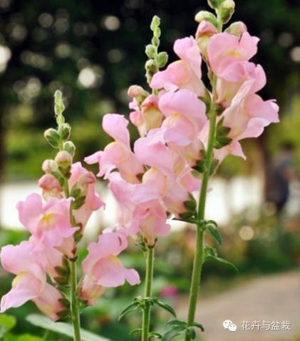 绚烂开放的金鱼草花,深紫色的金鱼草花