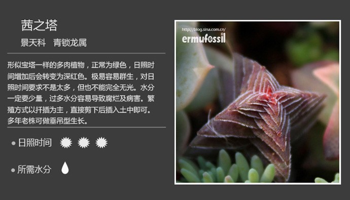 史上最全的多肉植物名字对照图，终于找齐了！