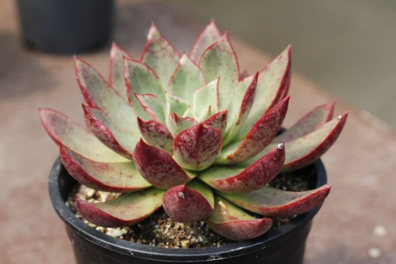 罗西玛种类,罗西玛多肉杂交品种