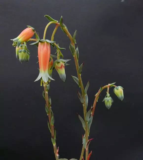 罗西玛种类,罗西玛多肉杂交品种