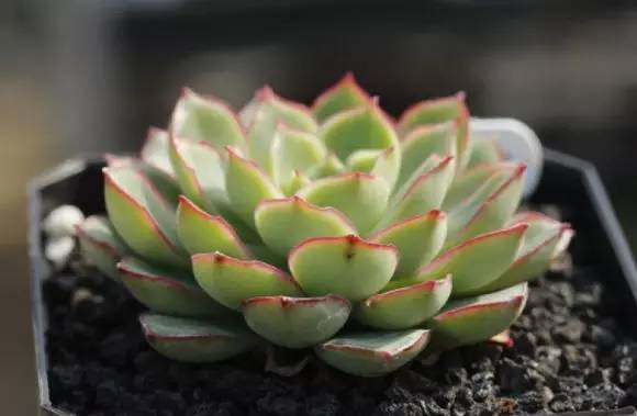 罗西玛种类,罗西玛多肉杂交品种