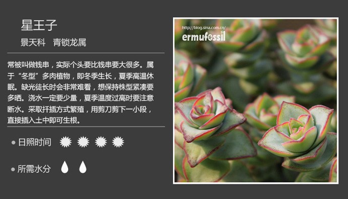 史上最全的多肉植物名字对照图，终于找齐了！