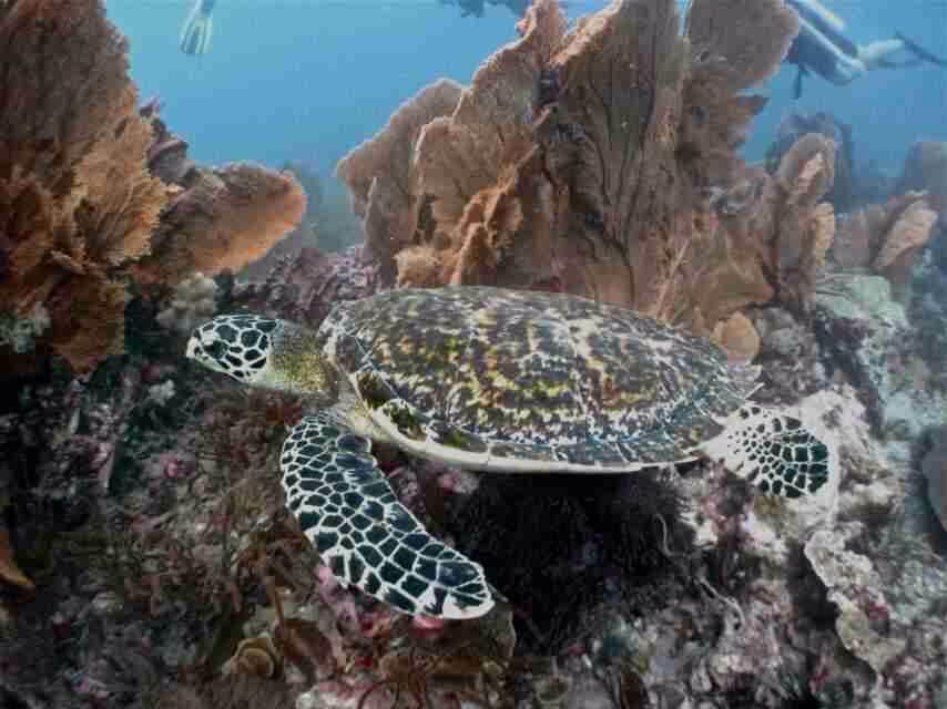 普吉岛7月潜水,泰国普吉岛潜水怎么样拍照好看