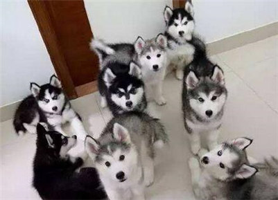 阿拉斯加和哈士奇有什么区别,阿拉斯加和哈士奇到底谁更厉害